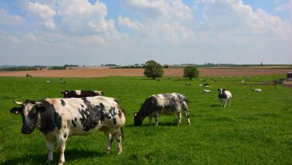 «Non, le bétail bovin wallon ne contribue pas à la déforestation de l’Amérique du Sud!»