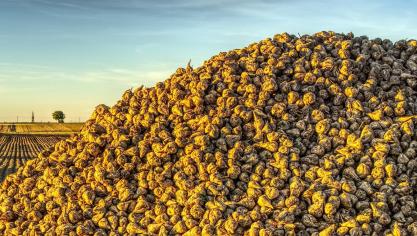 sugar-beet-3728065_1920