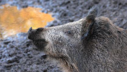 boar-614729_1920