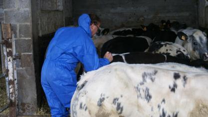 Bien que la disponibilité du vaccin soit aléatoire, la vaccination reste recommandée pour protéger les ruminants