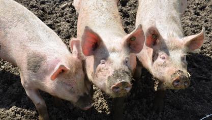 Pour rappel, la Chine est fortement touchée par la peste porcine africaine, et ses achats sont annoncés en forte hausse sur le second semestre.