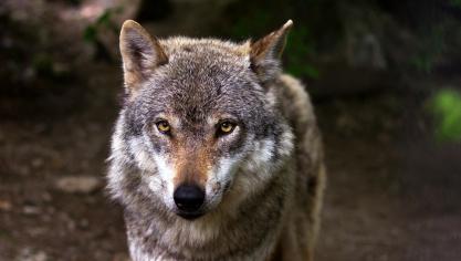 wolf-635063_1920