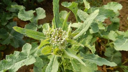 Méligèthes actifs dans les boutons floraux. A surveiller de près et agir si le seuil d’intervention est atteint.