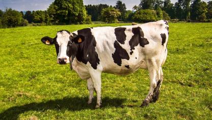 cow-2132526_1920
