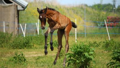 horse-1411469_1920