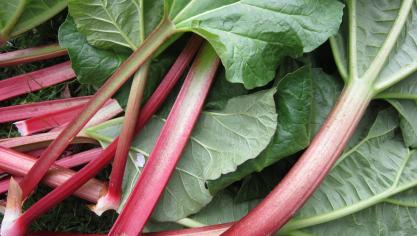 rhubarb-1350969_1920