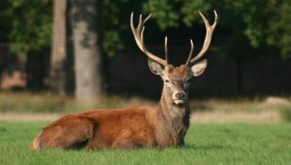 deer-1323002_1920