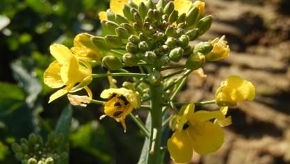 Lorsque la floraison démarre, c'est «portes ouvertes» pour les méligèthes, de sorte qu’ils ne constituent plus un danger. C’est par contre le moment de protéger les plantes contre le sclérotinia et de surveiller les charançons des siliques.