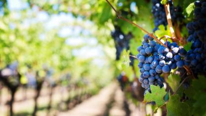 purple-grapes-553463_1920