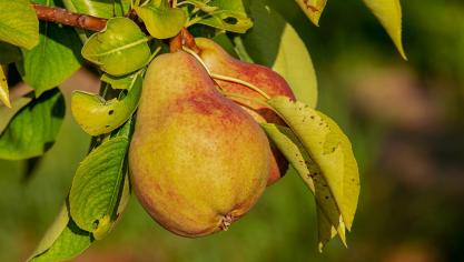 pear-3560106_1920