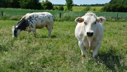 La surproduction de viande bovine
 pèse lourdement sur les prix.