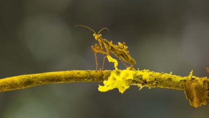 mimicry-1593710_1920