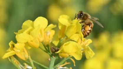 Des pollinisateurs très actifs!