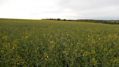 Alors que de nombreux champs sont bien en fleurs, on identifie à nouveau des problèmes localement.