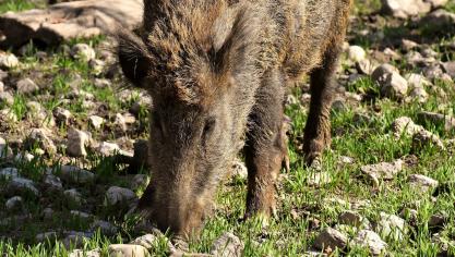 wild-boars-3363615_1920