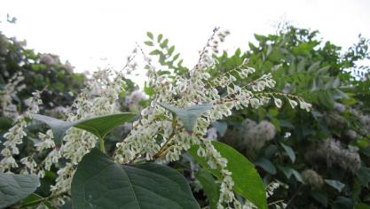 fallopia-japonica-844620_1920
