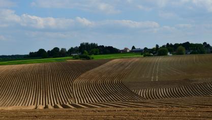 Interrompues par les pluies, les plantations sont presque terminées.