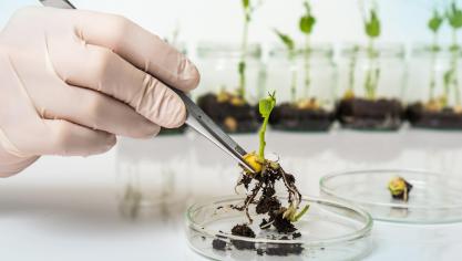 Grâce à des modifications génétiques précises et ciblées, accélérant vivement le processus  de sélection, l’utilisation de nouvelles techniques de sélection végétale a peut-être  un rôle à jouer en agriculture.