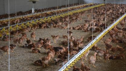 En Flandre, le nombre de poules bio a augmenté  de pas moins de 16 % entre 2017 et 2018.