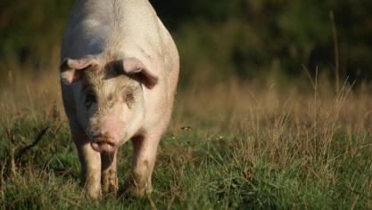 Les résultats des taux de liaison au sol 2018 ont été envoyés par l’administration wallonne. Cette année, ils sont défavorables pour 3% des agriculteurs.