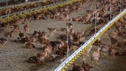 En Flandre, le nombre de poules bio a augmenté  de pas moins de 16 % entre 2017 et 2018.