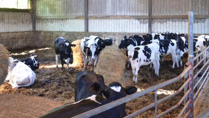 Bien que la Holstein soit adaptée à un système d’élevage intensif, certains éleveurs restent frileux à faire vêler leurs animaux pour la première fois à 24 mois, et ce, bien que de nombreuses  génisses présentent un développement corporel suffisant pour être inséminées dès 15 mois.
