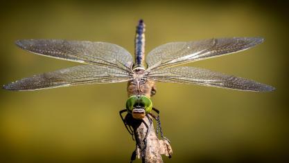dragonfly-3456317_1920
