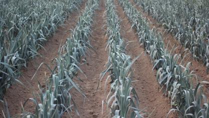 Les semis de début avril permettent la production des plants pour une production finale en fin d'automne et hiver.