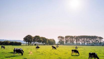 Pour les  producteurs laitiers, 2018 signifie une baisse du prix du lait de plus de 8%  et un statu quo  du rendement  des vaches de réformes et des veaux.