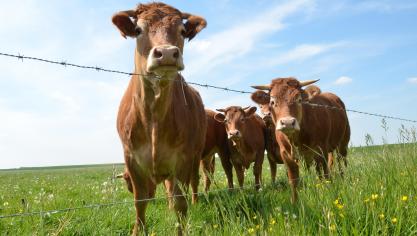 Si les prairies et les forêts atteignent déjà un niveau élevé de stockage de carbone,  les grandes cultures représenteraient plus de 80% des gains potentiels estimés  par l’Inra en France.