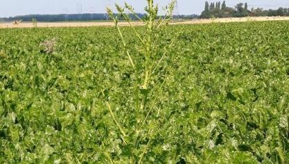 Les premières betteraves montées et «mauvaises herbes » sont apparues dans les champs. Il convient de les éliminer avant la floraison afin d’éviter toutes production de graines!