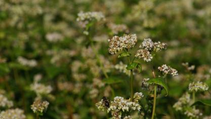Le sarrasin est très concurrentiel vis-à-vis des adventices grâce à sa production de biomasse et son effet allélopathique. Il est également sensible au froid. Il doit être broyé avant sa grenaison qui a lieu 3 mois après l’implantation.
