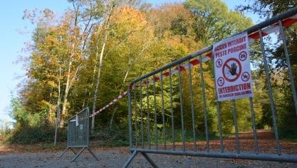 Plusieurs milliers d’hectares de forêts ont été interdits d’accès dès la découverte de l’épidémie. Depuis, certaines zones sont à nouveau accessibles aux forestiers et promeneurs.