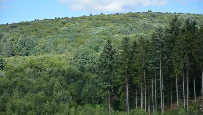 Les feuillus occupent 57 % de la forêt productive wallonne, contre 43 % pour les résineux
