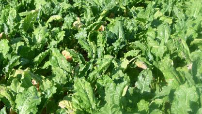 La protection des betteraves contre les maladies foliaires requiert une surveillance régulière des parcelles. L’objectif: intervenir si le seuil de traitement est atteint pour au moins l’une de celles-ci.