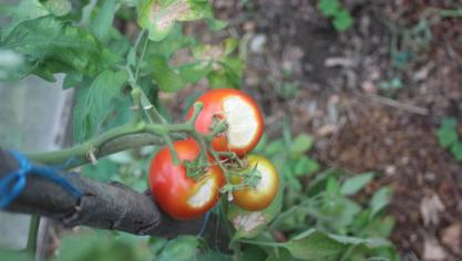 Lorsque la température dépasse 35°C, les fruits de la tomate exposés directement au soleil peuvent être brûlés. Une feuille protectrice peut éviter cet accident physiologique. Les fruits brûlés peuvent être consommés rapidement. Les tissus lésés pourrissent rapidement.