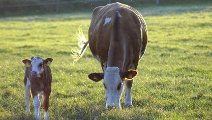 cow-4370261_1920