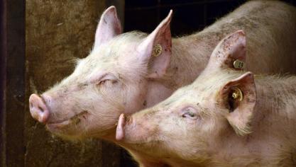 pigs-3967549_1920 (1)