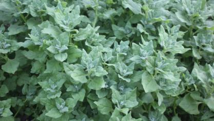 La plante de tetragone se développe très fort dès que la température devient estivale. La plante support très bien les faibles apports de pluis comme cet été par exemple.