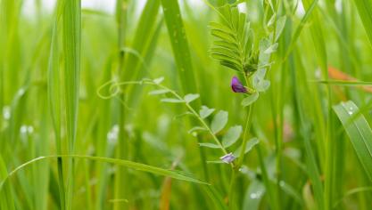 L’utilisation de mélanges comportant plusieurs espèces est recommandée pour minimiser les risques en cas de conditions climatiques difficiles.