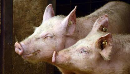 pigs-3967549_1920
