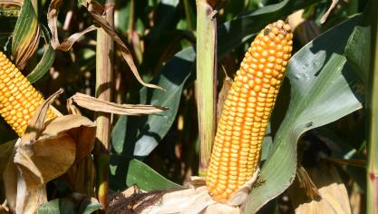 Au centre du pays, les situations les plus favorables aux variétés précoces (semis précoces, parcelles bien exposées et/ou drainantes…) ont atteint le stade de maturité optimale: l’heure est à l’ensilage pour celles-ci.