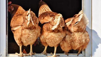 chicken-3607863__340