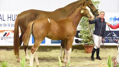 Lingot et sa mère Bogota du Houssoit, alors champion de Wallonie des poulains à Ghlin en 2017.