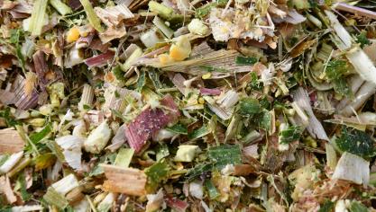 Les ensilages de maïs fourrage progressent à un bon rythme.