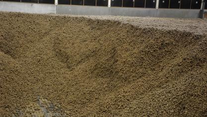 Les entrepôts de stockage, ainsi que les moyens de transport, devront être soigneusement nettoyés afin d’éviter la contamination des pommes de terre dans les années à venir.