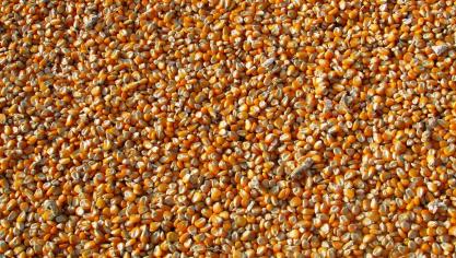 maize-264520_1920