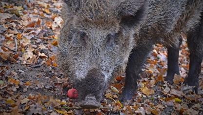 boar-3852049_1920