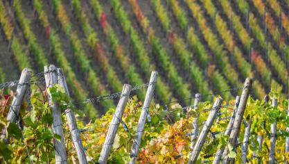 wine-4544997_1920