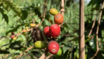 La baisse des importations de l’UE s’explique avant tout par les reculs significatifs enregistrés pour le thé et café non torréfiés.